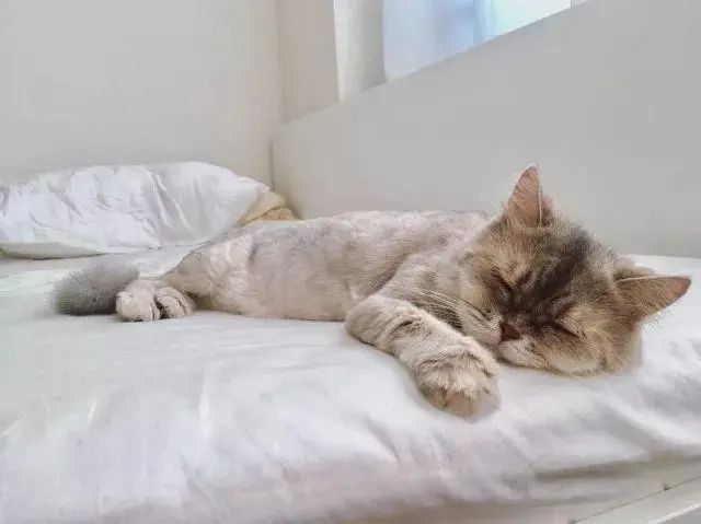 健康晚睡的人_晚睡身体好_晚睡身体健康