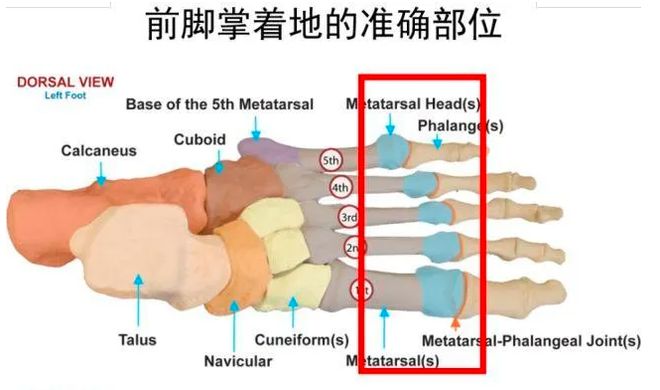 什么运动是有氧运动_氧运动有哪些项目_冇氧运动
