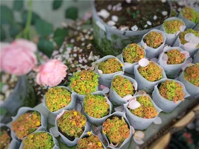 玫瑰的生存之道_玫瑰的生活_生活方式玫瑰
